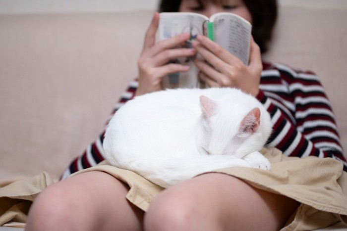 人のひざの上で寝る猫