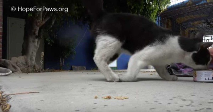 ツナ缶に食いつく猫