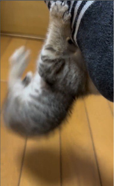 人の足に掴まってぶら下がっている子猫