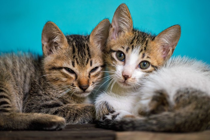 2匹の子猫