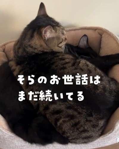 黒い猫の上に乗るキジトラ猫