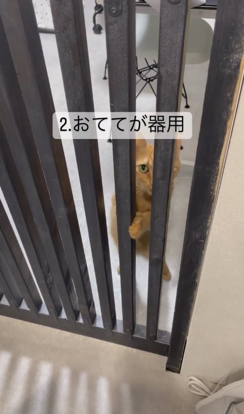 フェンスの隙間からカメラを見つめる茶トラ