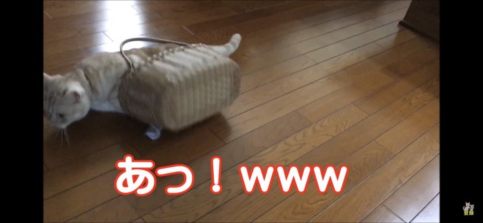 ひっくり返る猫