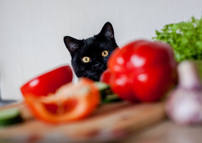 食卓の上を眺める猫