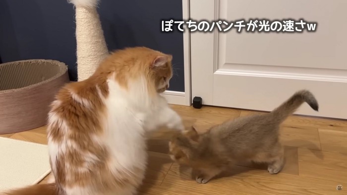 成猫が子猫にパンチをする