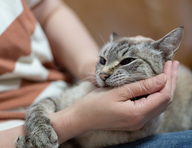 手にじゃれつく猫