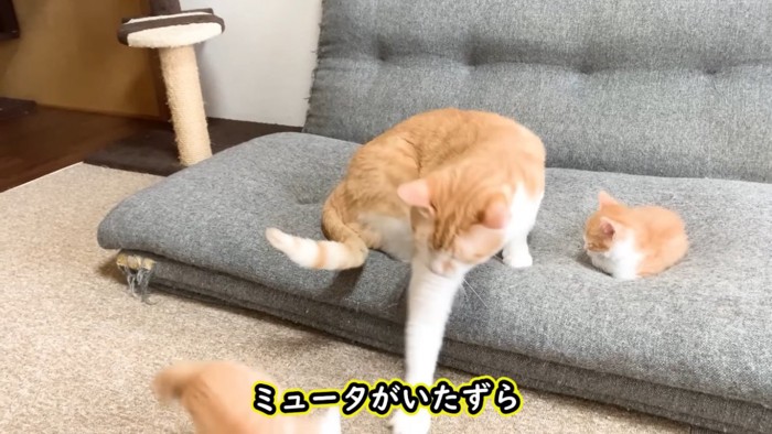 仔猫に猫パンチする茶白猫とソファで眠る仔猫