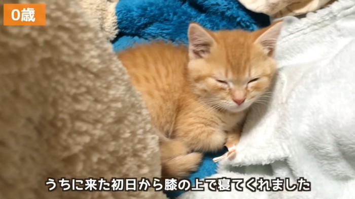 ママの膝で寝る子猫