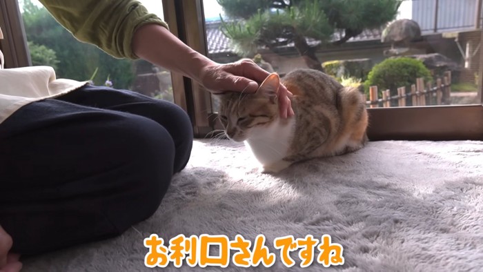 窓際で頭をなでられる猫