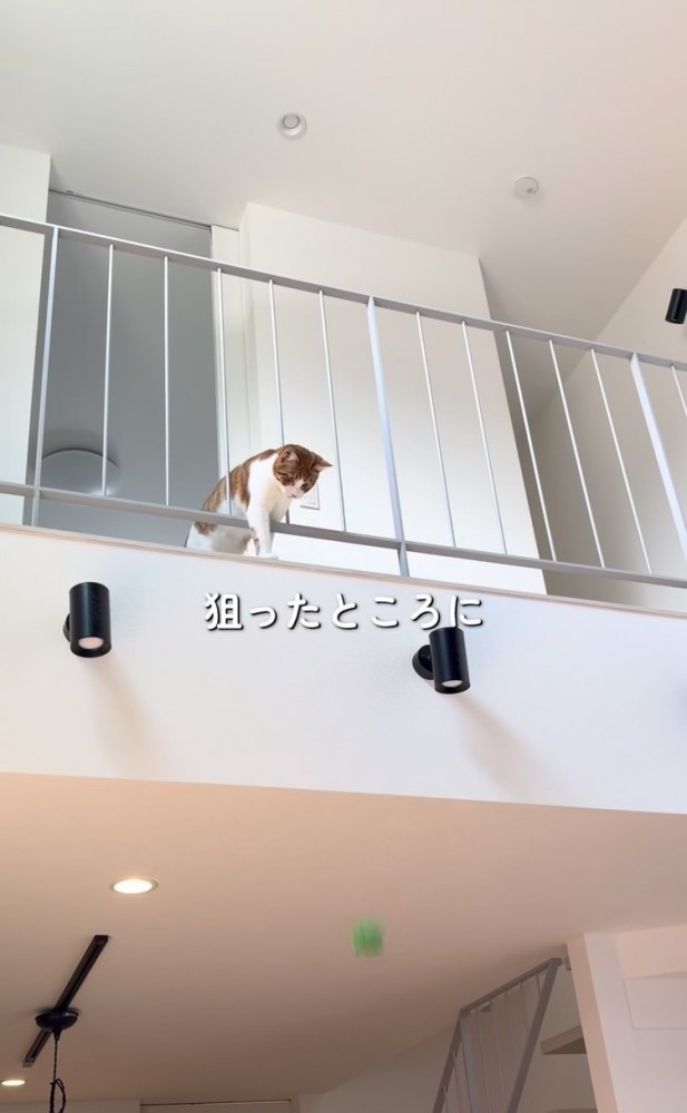 2階からボールを落とす茶トラ白猫