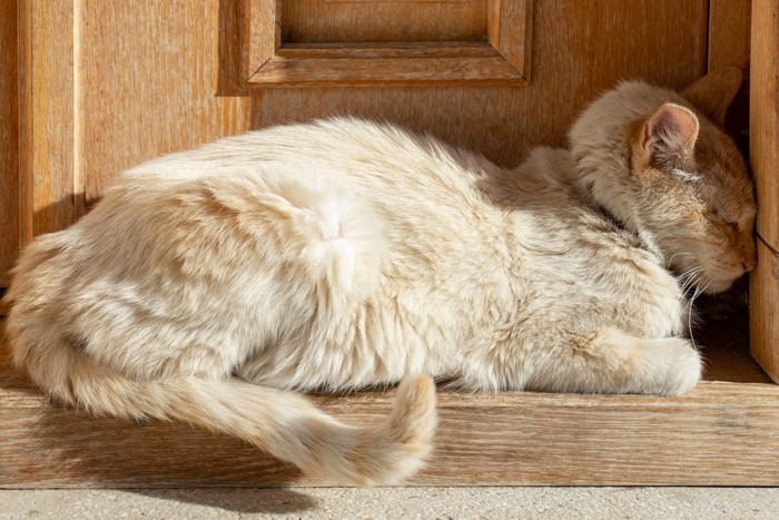 ドアの枠に頭を押し付けて寝る猫