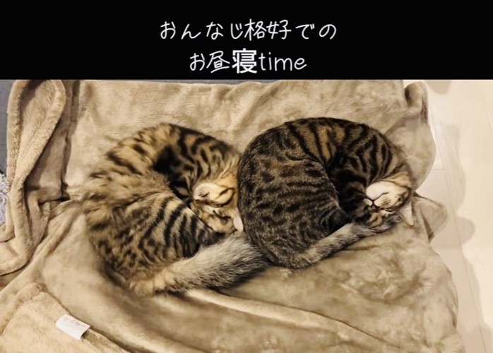 毛布の上で寝る2匹のキジトラ猫