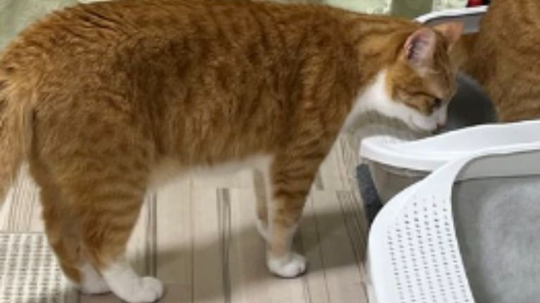 トイレを見守る猫