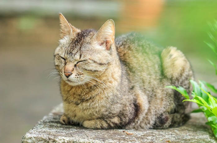 塀の上で目を閉じる猫