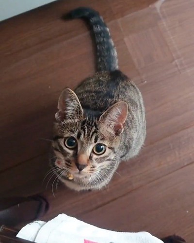 見上げる猫