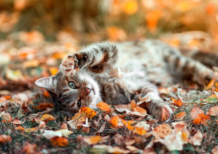 落葉に寝そべって遊ぶ猫