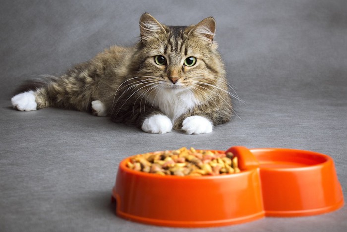 ご飯と水の前でくつろぐ猫