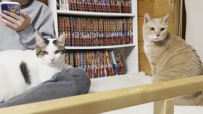 こちらを見る2匹