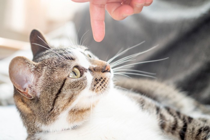 猫と人間の指