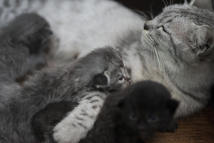 授乳中の猫母子