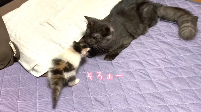 そろぉーの文字と猫