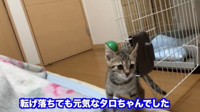 床に立つ猫