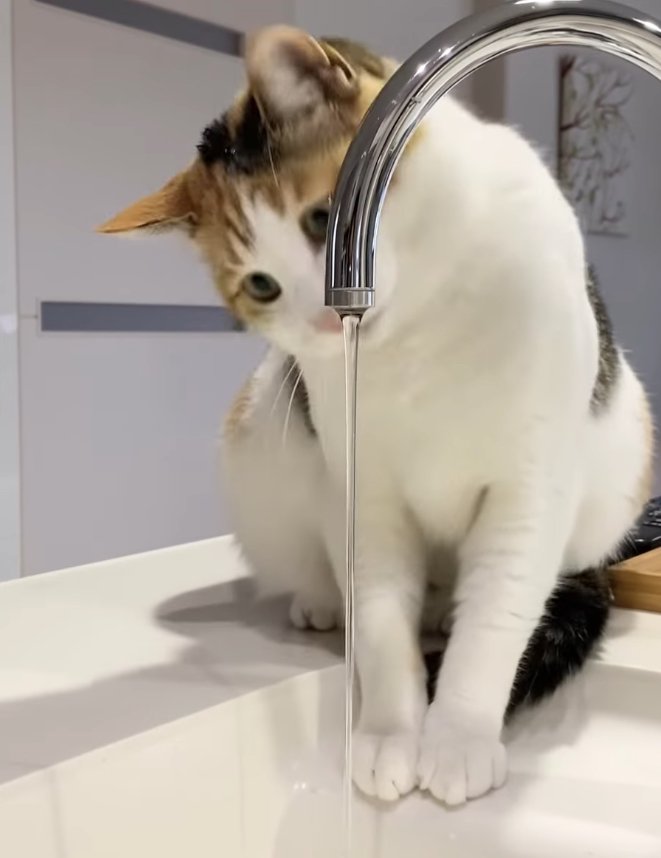 蛇口を見つめる三毛猫