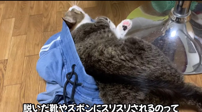 ズボンの上の猫