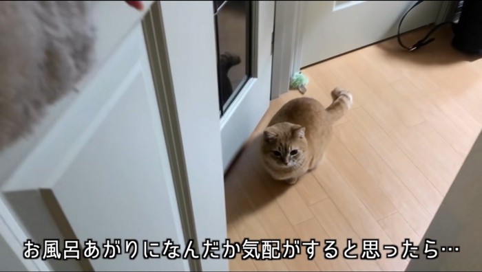 扉の前で飼い主を待つ猫