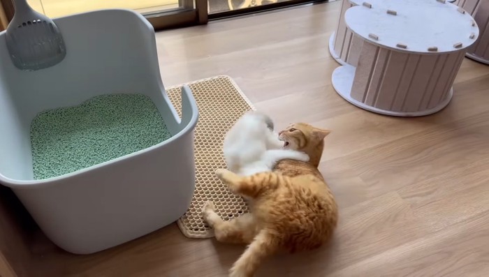 取っ組み合い