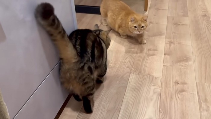 うろつく猫