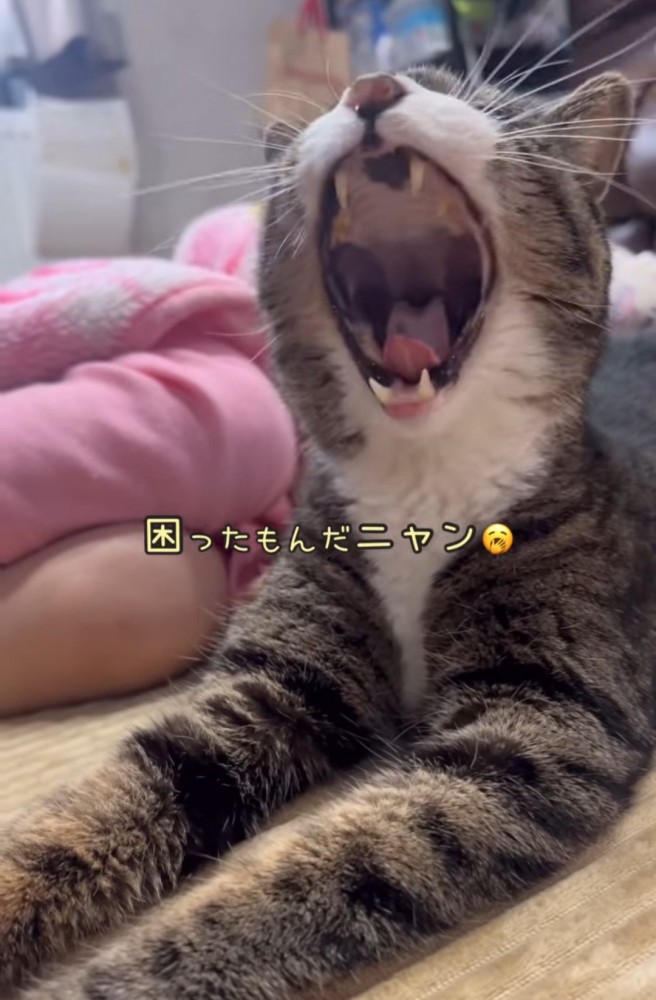 あくびをする猫