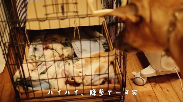 犬とケージの中で仰向けになる子猫