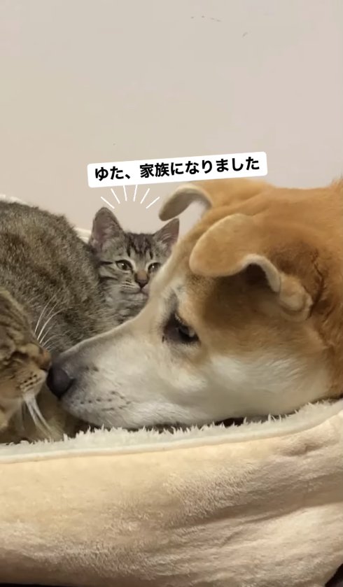 猫と大型犬に挟まれる子猫