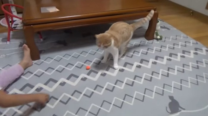 ボールで遊んでいる猫