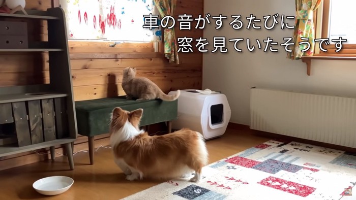 窓を見つめる猫と犬