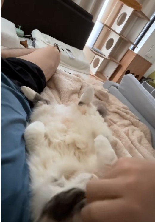 寝転んでいる人と猫