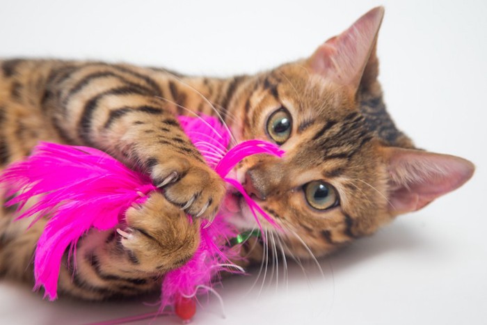 オモチャを噛んで遊ぶ猫