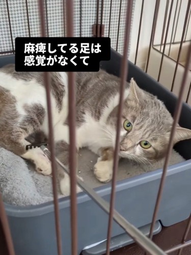 横になる猫