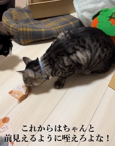 おもちゃを咥えようとするファミマルちゃん