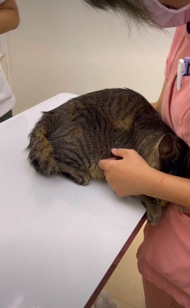 怖がる猫
