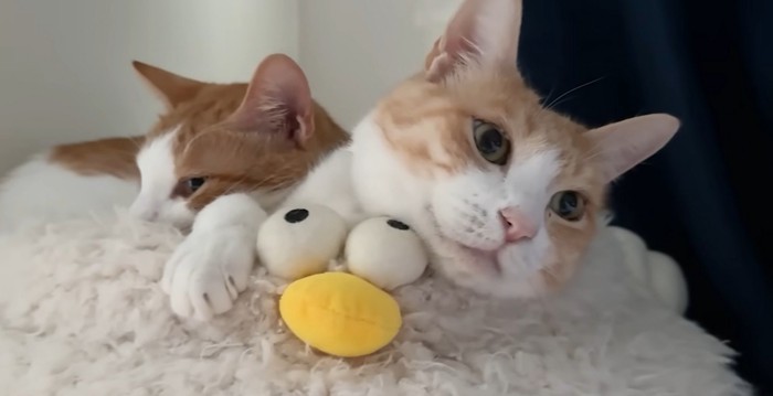 ベッドの上で寝ている二匹の猫