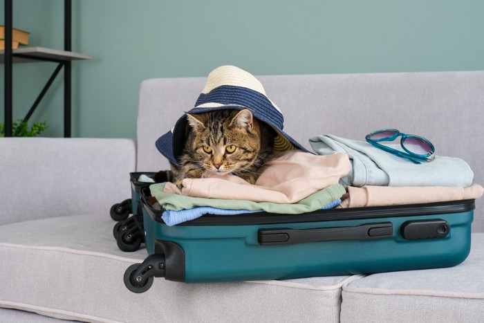 服の上に座る猫