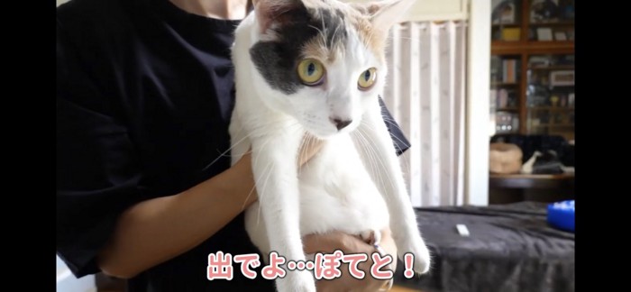 抱っこされてドアップな猫