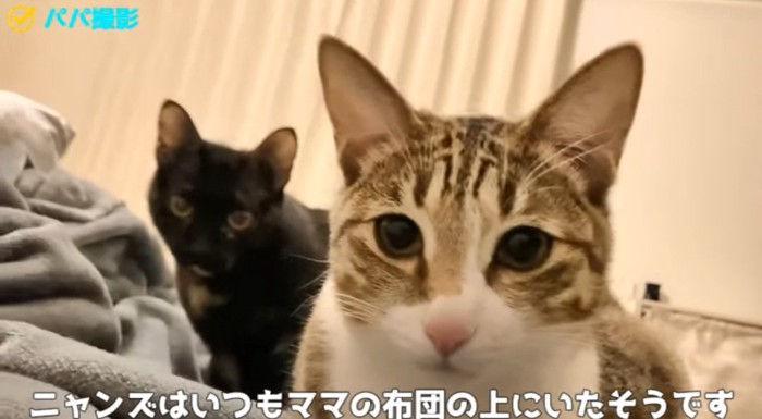 布団の上の猫