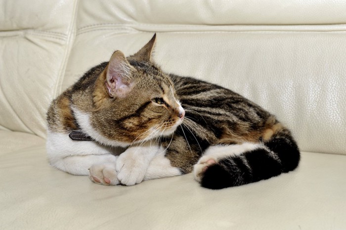ぼんやりしている猫