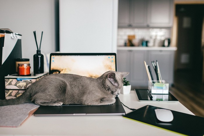 PCの上で寝る猫