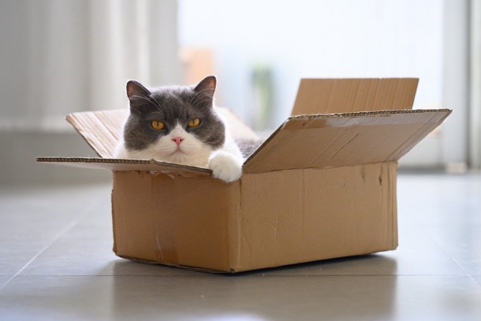 段ボールに入る猫
