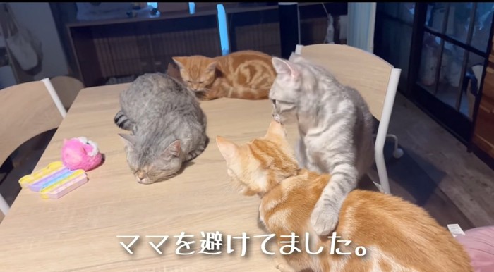 寄り添う猫