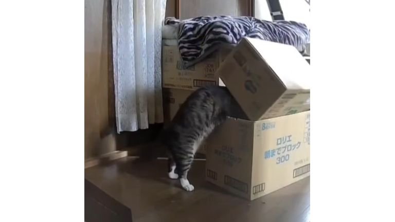 猫と段ボール
